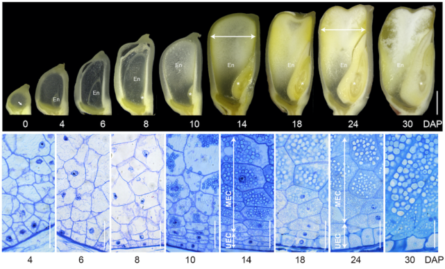 巫永睿研究组解析玉米胚乳灌浆期细胞扩张的分子机理