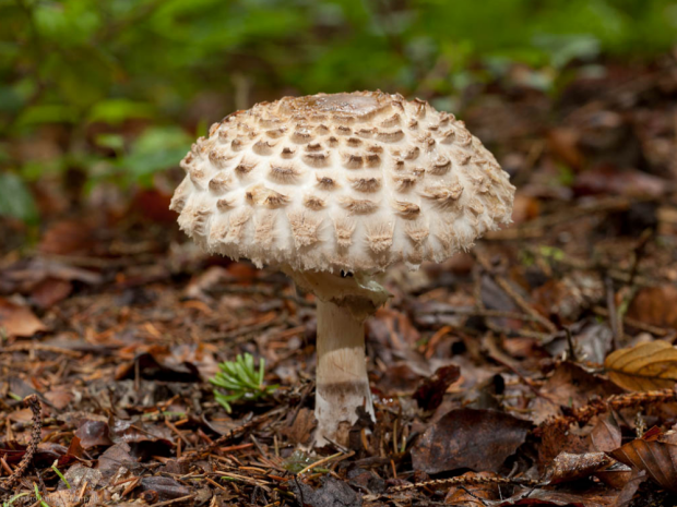 荒野维生野菜系列粗鳞大环柄菇