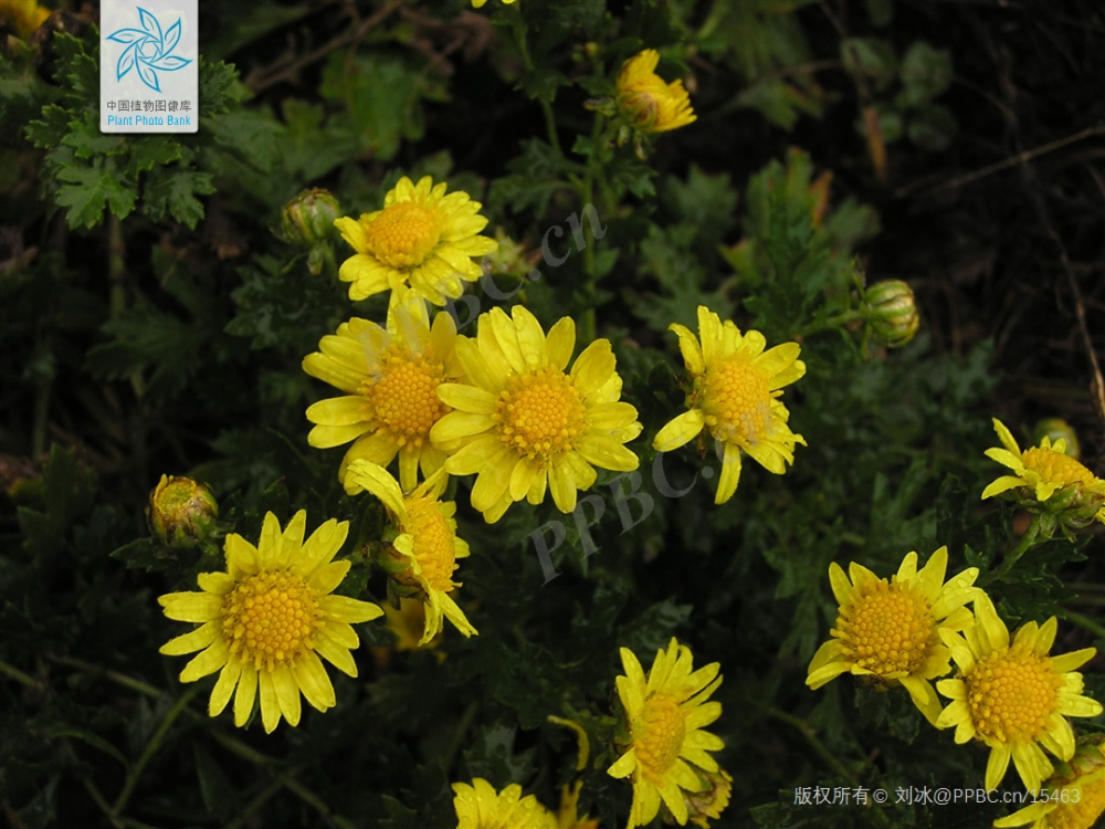 研究表明主要是毛华菊(chrysanthemum vestitum,野菊(chrysanthemum