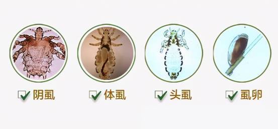 存在了上亿年,曾见证过古人类杂交史的虱子,为何突然就不见了?
