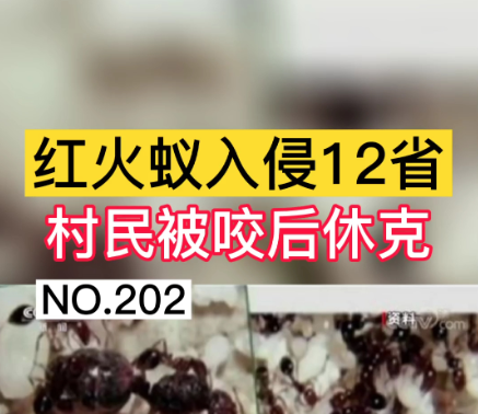 广西遭红火蚁入侵,专家发现31万处红火蚁穴,被咬伤该如何自救?