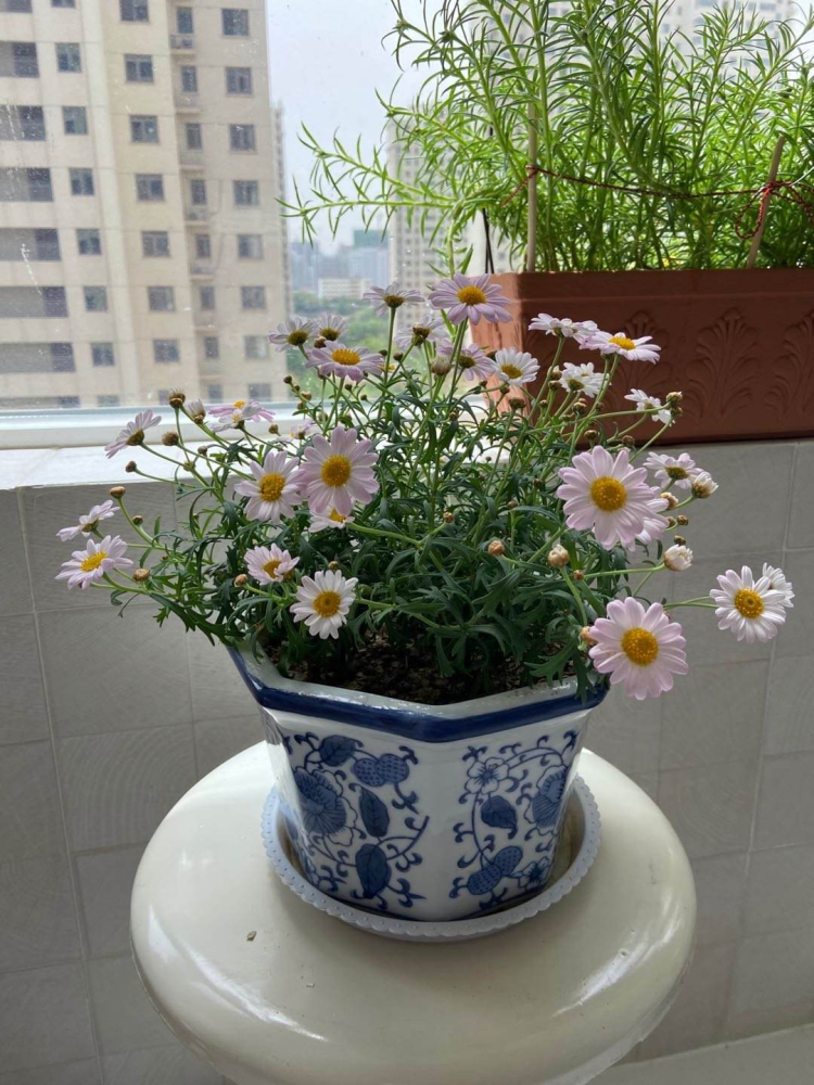 自己种的小雏菊,蔫得像野菜,原来是没注意4要点