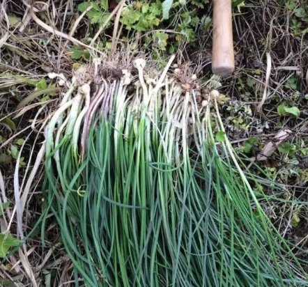 因为野藠头的茎叶很纤细,上面还有很多的枯叶,这可比清洗香葱麻烦多了