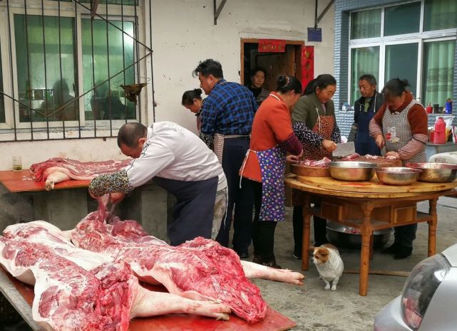 割肉 杀年猪,吃"杀猪饭 " 杀猪这天,主人家准备好杀猪桶和杀猪桌,早早