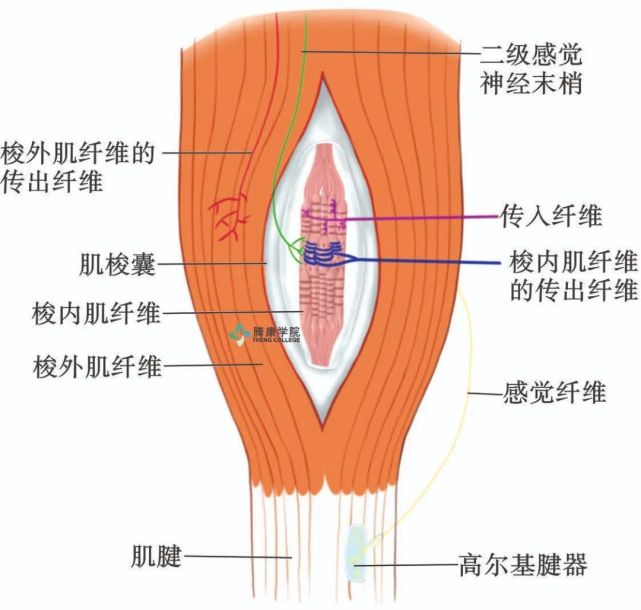 肌梭:感受肌肉长度的变化,运动感觉-感觉肢体的运动速度,肌肉通过屈