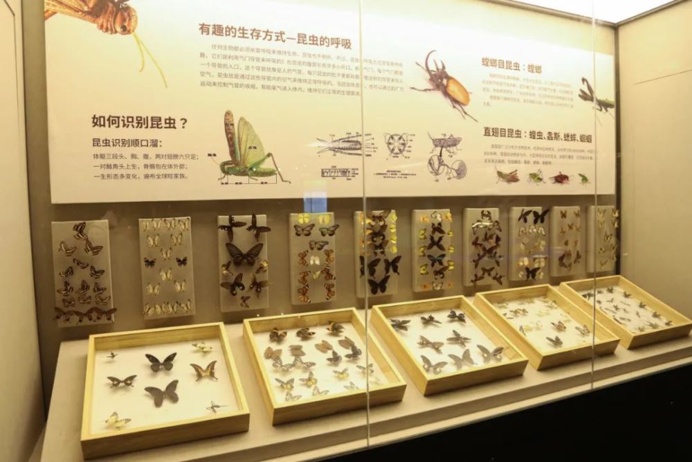 峨眉山博物馆重新开放推出峨眉山世界文化和自然遗产精品展