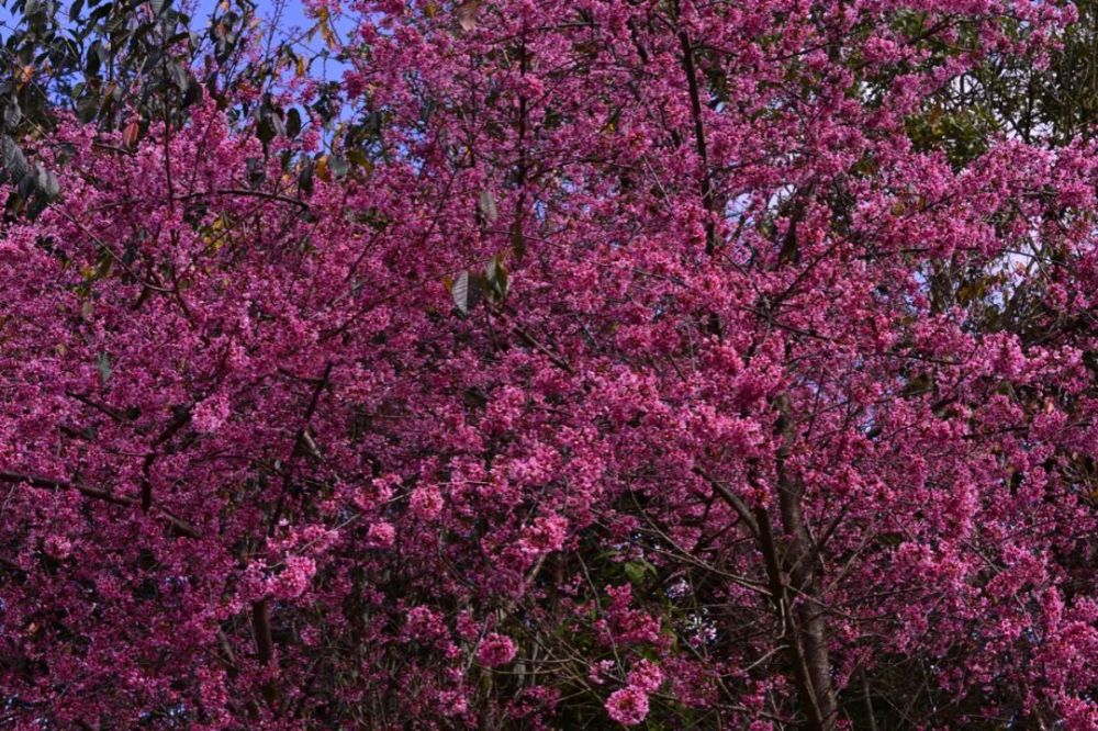 【行摄云南】建水云龙山冬樱花盛开