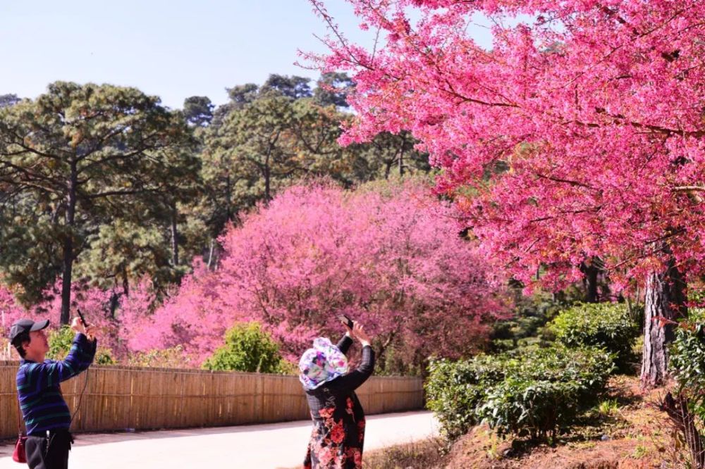 【行摄云南】建水云龙山冬樱花盛开