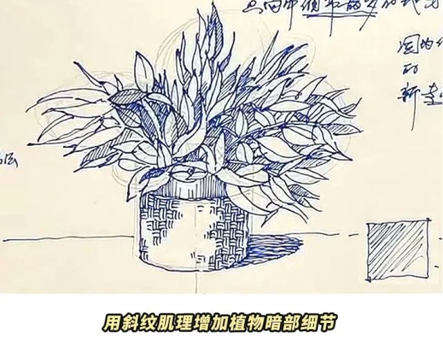 【画法拆解】教你快速概括植物的方法