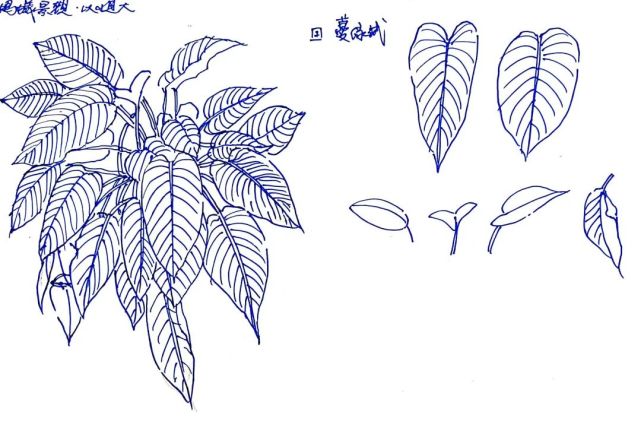 【画法拆解】教你快速概括植物的方法