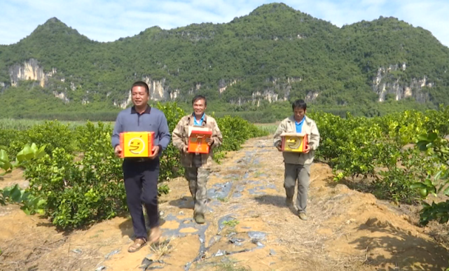 助力乡村振兴|柠檬|合作社|扶绥|种植户|乡村振兴|脱贫攻坚