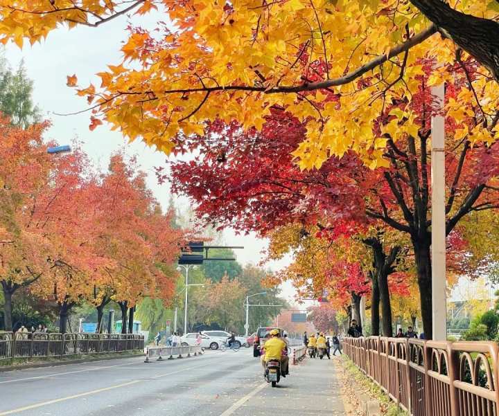 子夷/摄学林街曾被评为杭州市十大"最美秋色景观道路"之一,秋日到来"