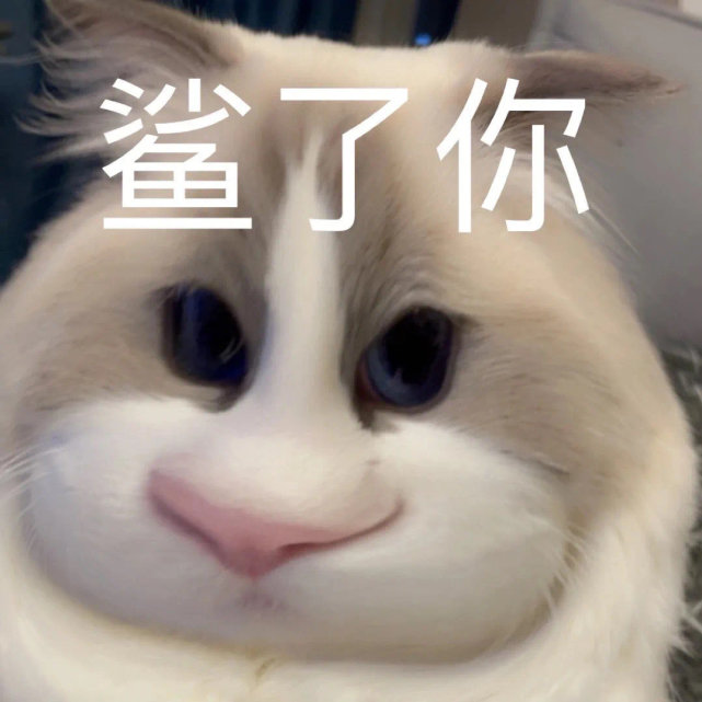 大嘴猫阴阳怪气表情包