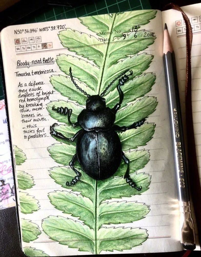 动植物手绘|记录美丽自然的手帐
