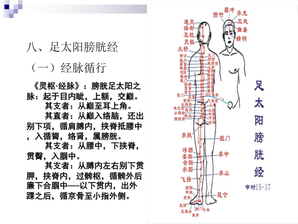 4,足少阴肾经—从足走胸,行于下肢内侧后缘,腹胸前面,分三条路径.