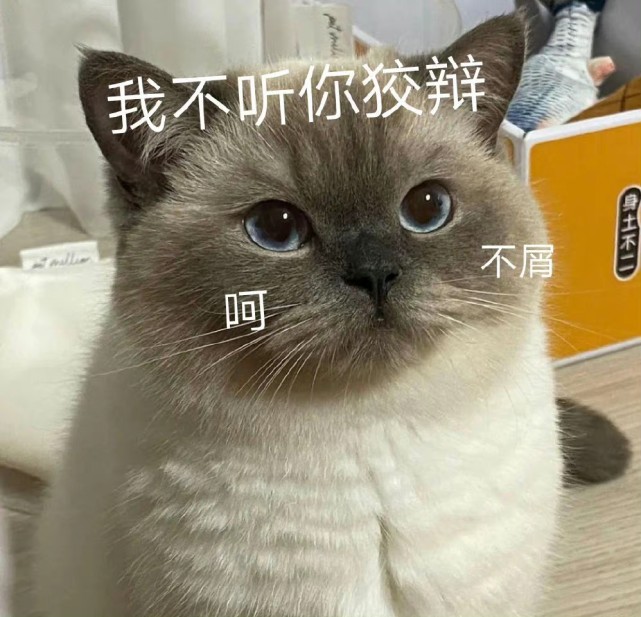 小猫咪表情包