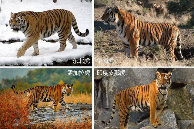 不仅仅是华南虎,我国还有东北虎,孟加拉虎,印度支那虎以及新疆虎的