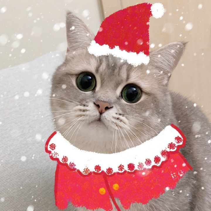 "可爱的猫猫圣诞头像来了"
