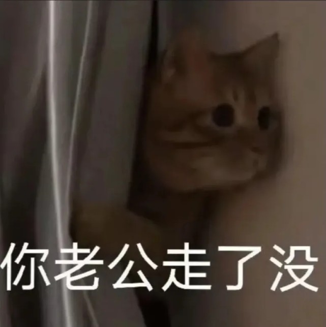 热门猫猫表情包你老公走了没