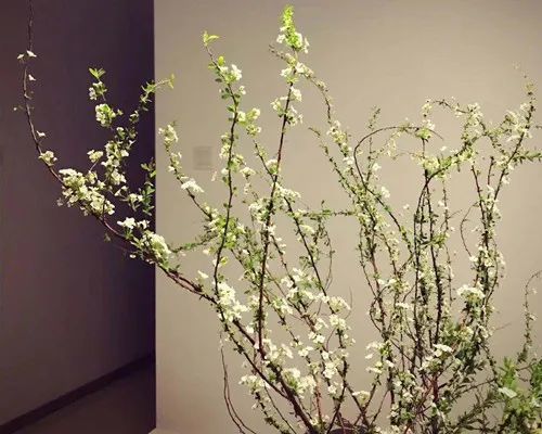 雪柳要怎么养护?到底是干养好呢,还是水养好?