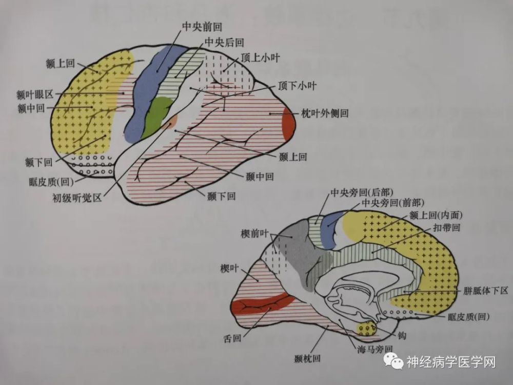 丘脑的解剖,生理功能,皮质投射,血供特点及临床影像病损定位