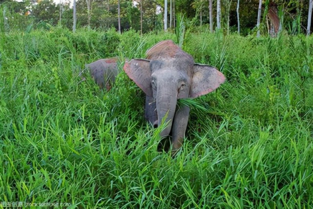 4,婆罗洲小象,属于侏儒象的一种,身高只有2.
