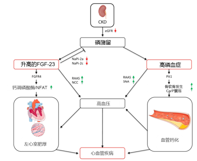 ckd患者高磷血症引起cvd的病理机制.