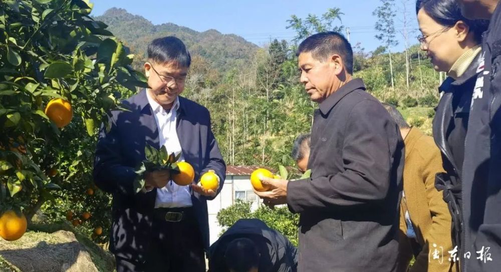 寿宁县第六届寿橙丰收节暨 助农直播带货大赛 在武曲镇大韩村正式启动