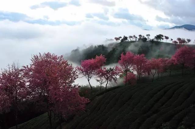 这里是无量山樱花谷,地球上最美的冬天!