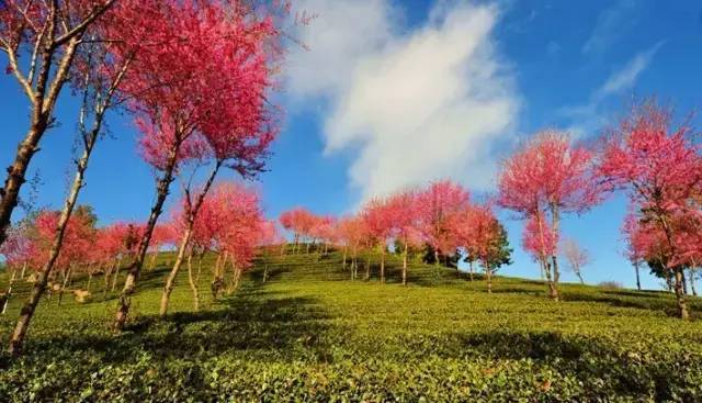 这里是无量山樱花谷,地球上最美的冬天!