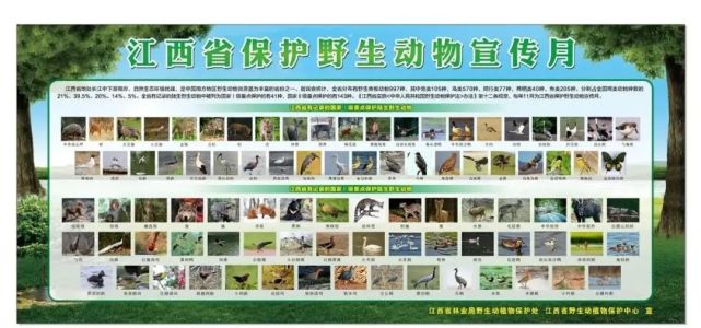 野生动物和江西省分布的143种国家二级重点保护陆生野生动物图片的