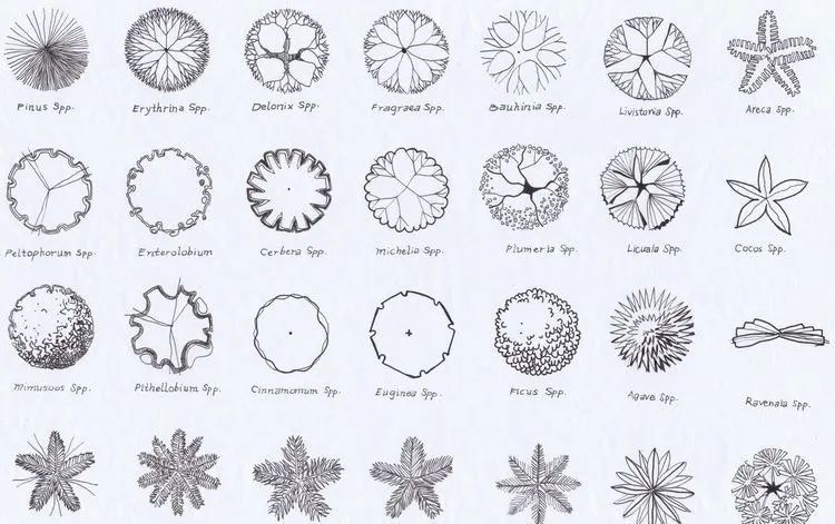 风景园林手绘中的植物平面图素材