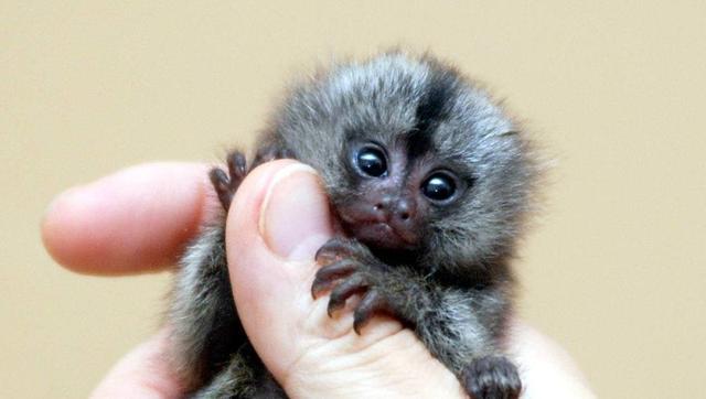 第2位:侏儒狨猴全世界有1300种蝙蝠,只有六种已知有白色的毛发,到目前