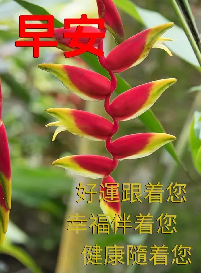 微信经典的早上好问候语带图片早上好朋友圈问候语动态图片
