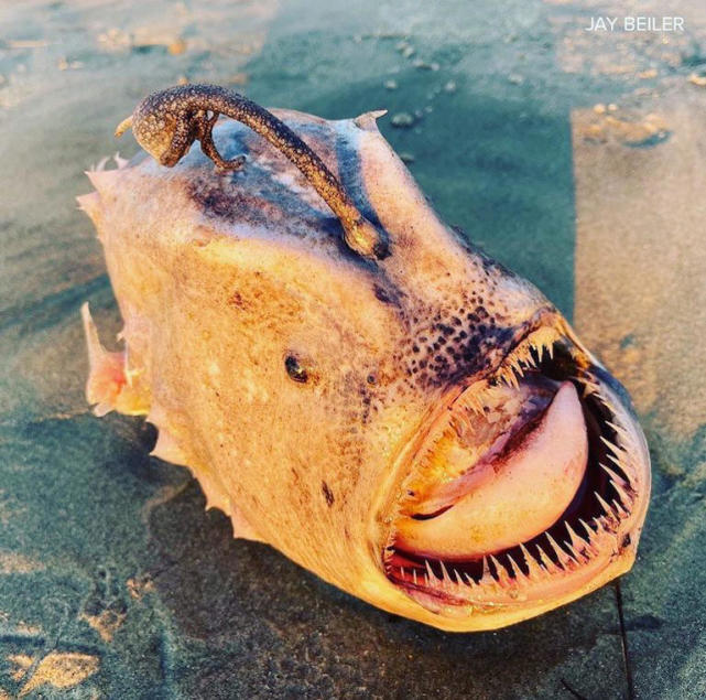 加州海滩再现怪鱼,牙尖嘴利却遭海浪冲上海滩,海底生活长得随意