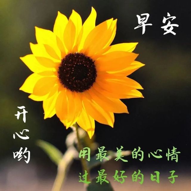 漂亮冬日风景早上好祝福图片带字温馨 朋友圈早安问候