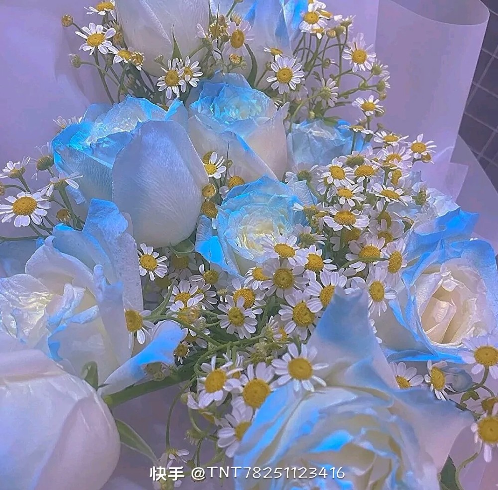 蓝玫瑰背景图冬天花败春暖花开有人离去有人归来