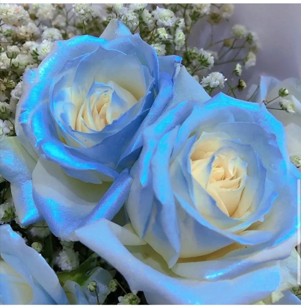 蓝玫瑰背景图:冬天花败,春暖花开,有人离去,有人归来