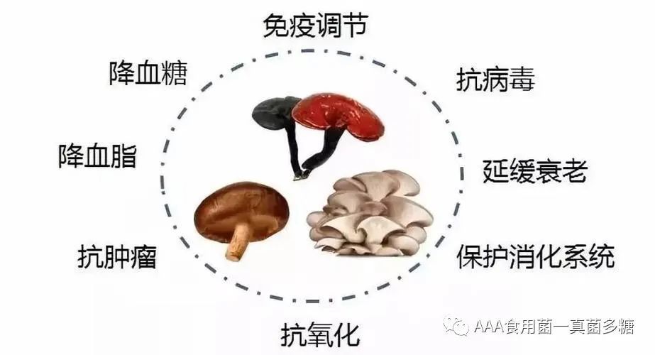 真菌多糖:来自天然,保健,治疗功效显著