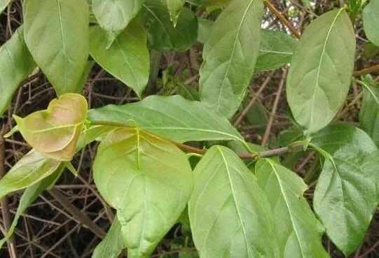 钩藤是一种天然植物,首先可以美化环境,净化空气,具有观赏价值.