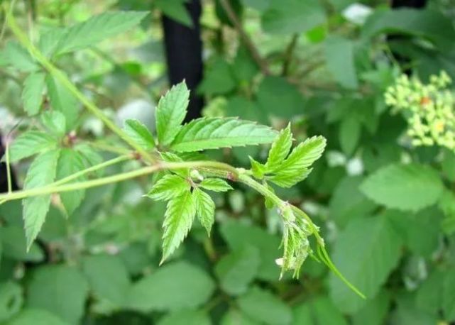 常见的性寒药物有:黄连,菊花,苦参,薄荷,决明子,蒲公英,干姜,吴茱萸