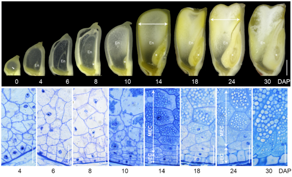 研究解析玉米胚乳灌浆期细胞扩张的分子机理