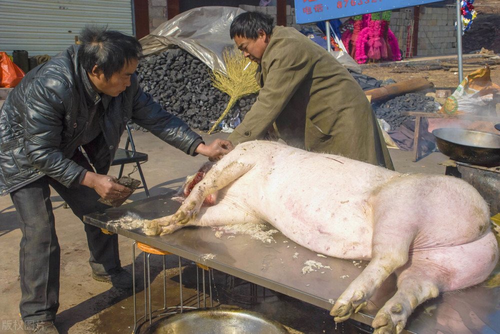 养猪和杀猪被职业化,猪肉更安全了,却没以前好吃了