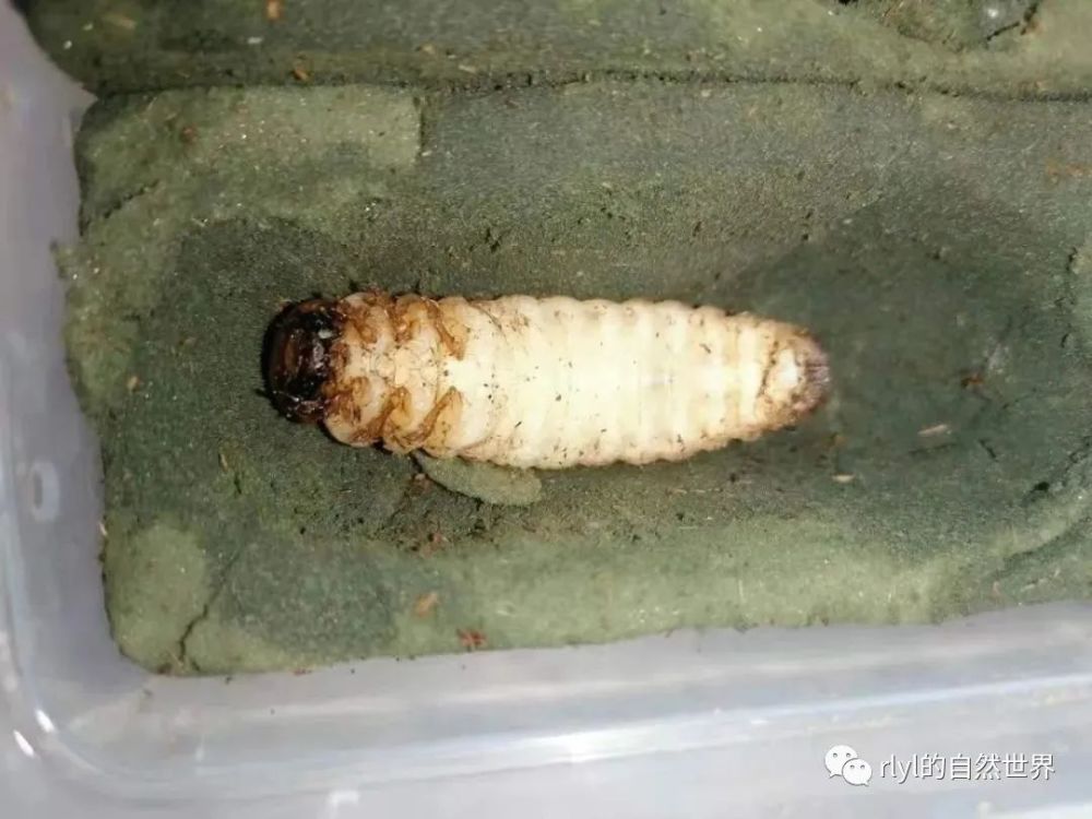 yoyo甲虫锹形虫饲养分享中华大扁锹