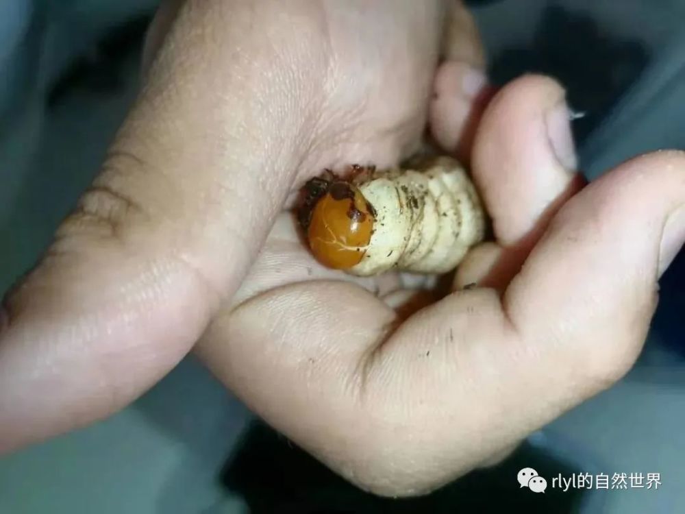 yoyo甲虫锹形虫饲养分享中华大扁锹