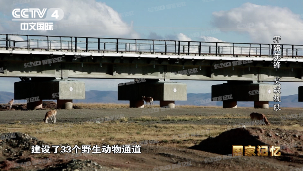 图:藏羚羊通过青藏铁路大桥为了保证迁徙,觅食的野生动物顺利穿越铁路