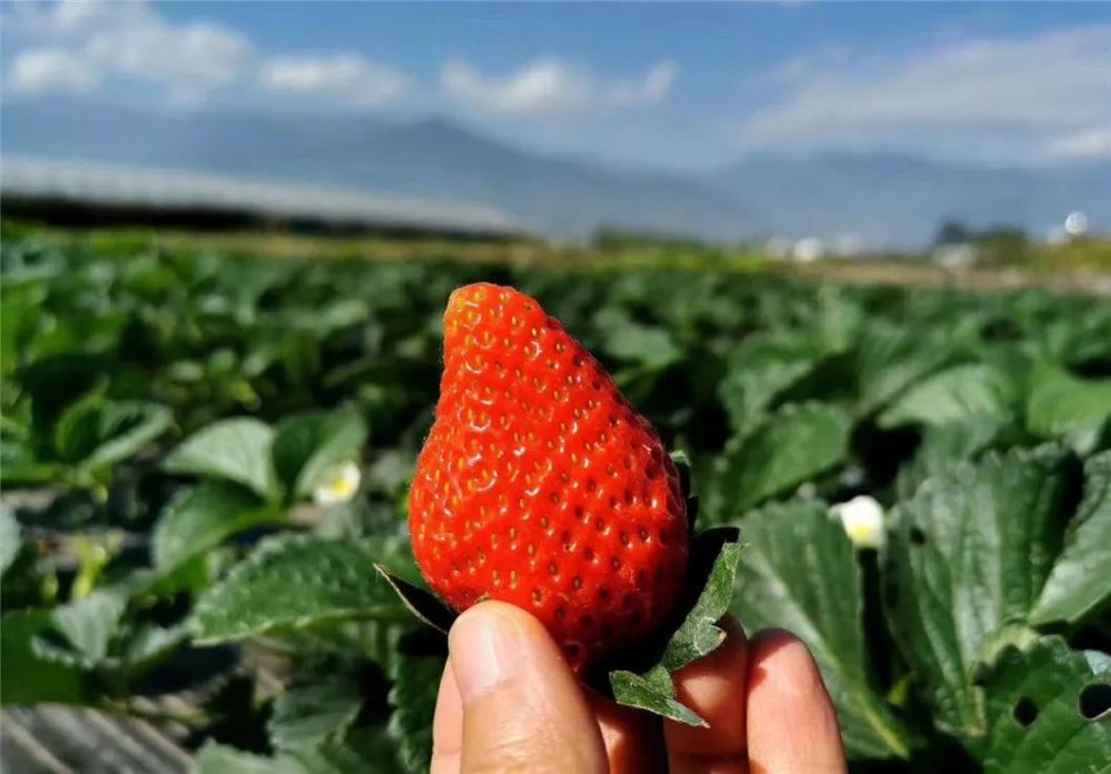 德昌的草莓种植区地处安宁河谷地带,水源丰富,优质无污染