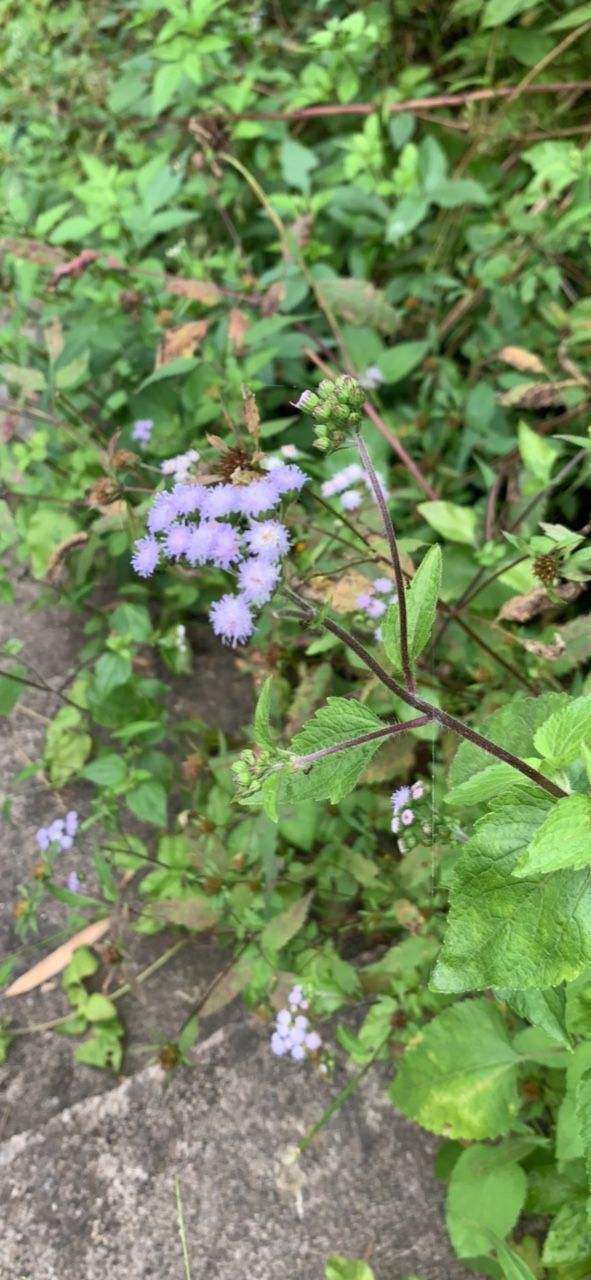 农村地里常见的藿香蓟,干净好养全年开花,还有药用价值