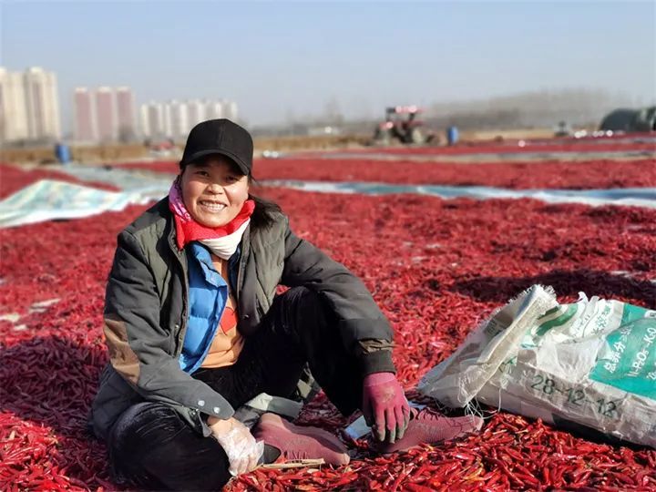 种植户利用晴好天气晾晒成熟的红辣椒.