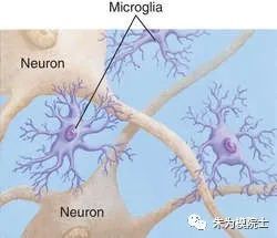 运动抗衰脑的机理来了